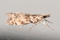 Eudonia subditella