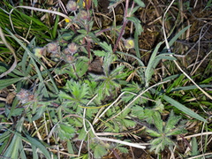 Potentilla heptaphylla