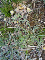 Potentilla heptaphylla