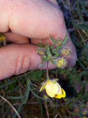 Potentilla heptaphylla
