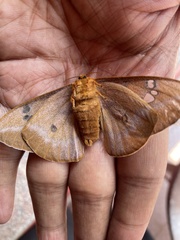 Cricula trifenestrata