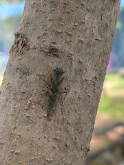Amorphoscelidae