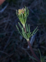 Galium glaucum