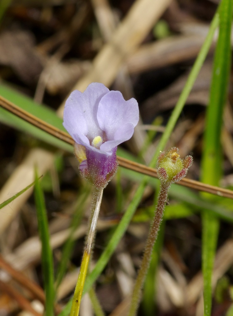 Pinguicula pumila, Texas, US