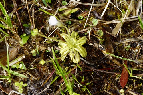 Pinguicula pumila