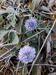 Globularia bisnagarica