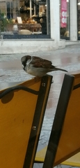 Passer domesticus