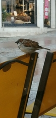 Passer domesticus