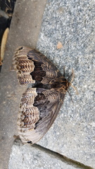 Brahmaea lunulata