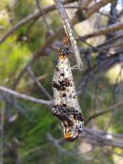 Periclystus circuiter