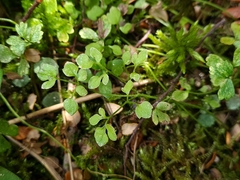 Ranunculus ternatifolius