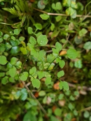 Ranunculus ternatifolius