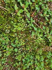 Ranunculus ternatifolius