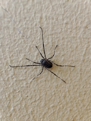 Rilaena triangularis