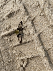 Hemaris diffinis