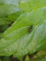 Prosopochrysa vitripennis