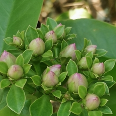 Pereskia grandifolia