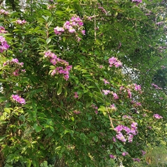 Pereskia grandifolia
