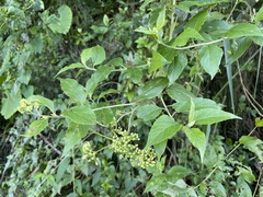 Microglossa pyrifolia