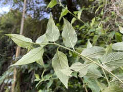 Microglossa pyrifolia