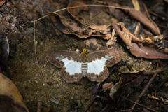 Gerosis phisara