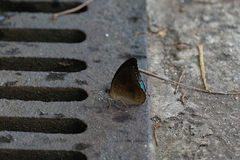 Tanaecia whiteheadi
