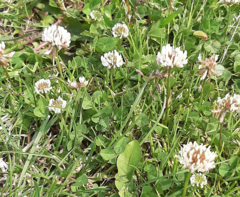 Trifolium repens