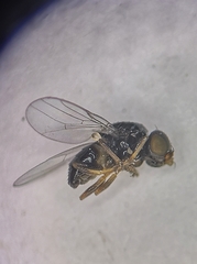 Hapleginella laevifrons