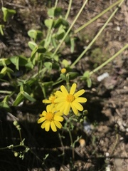 Senecio gallicus