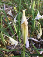 Iris chrysophylla