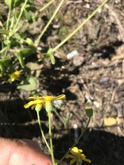 Senecio gallicus