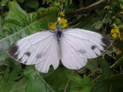Pieris dulcinea