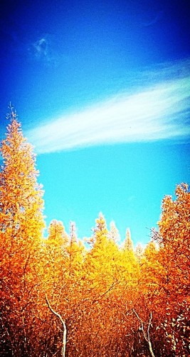 Tamarack (Larix laricina)