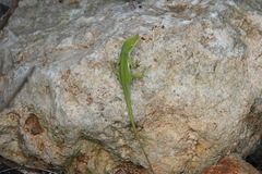 Anolis porcatus