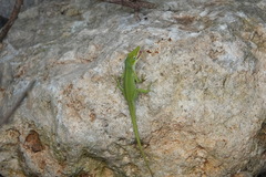 Anolis porcatus