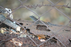 Anolis sagrei
