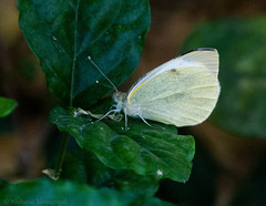 Pieris canidia