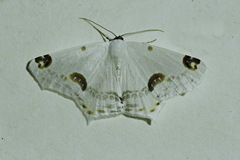 Sericoptera mahometaria