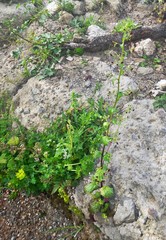 Scrophularia arguta