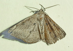 Herbita valtrudaria