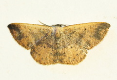 Petelia fumida
