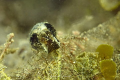 Haminoea exigua