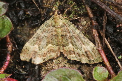 Hammaptera fartaria