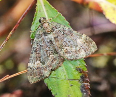 Hammaptera fartaria