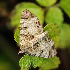 Hammaptera fartaria