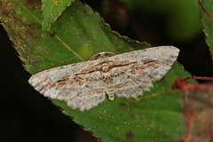Odysia