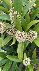 Skimmia
