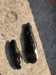 Lanceolaria
