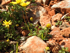 Jacobaea minuta