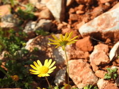 Jacobaea minuta